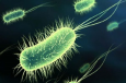 Антибиотиков не хватает. Мы умрем от банальной бактерии?
