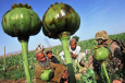 Одурманивающее действие опиума или «Решительная поддержка» США в Афганистане
