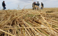 Россия и Иран теряют интерес к казахстанской пшенице 