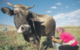 Президент Киргизии посоветовал населению разводить коров. 