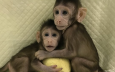 Генетики из Китая впервые клонировали обезьяну по методике овечки Долли