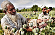 Очередной виток наркоэкспансии Афганистана
