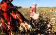 МОТ объяснила использование принудительного труда в Узбекистане