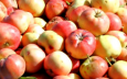 Эксперт ООН предостерег узбекских фермеров от увлечения яблоками