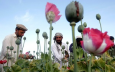 Засуха в Афганистане привела к сокращению объёма наркопроизводства