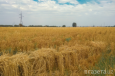 В Узбекистане за низкий урожай зерна могут изъять землю