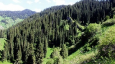 Кыргызстан. Эколог: Идея депутата  об экспорте лесоматериалов - популистская