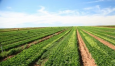 Сельское хозяйство может стабилизировать экономики Центральной Азии