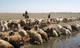 Продовольственный рай в Казахстане – завтра, а сегодня – две коровы?