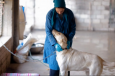 В Таджикистане жестокость к бездомным животным карается законом. Но почему он не исполняется? 