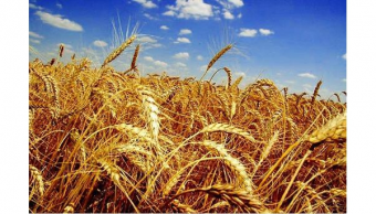 Уход за посевами. На пшеничном клине Туркменистана получены хорошие всходы