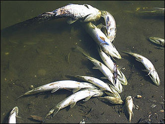 Причиной массовой гибели рыбы на Каспии могла стать сильная жара