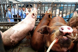 Китай подложит миру свинью
