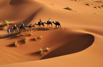 Ученые заявили, что Сахара может полностью позеленеть через столетие