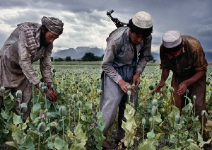 «Талибан» стал главной наркокартелью Афганистана