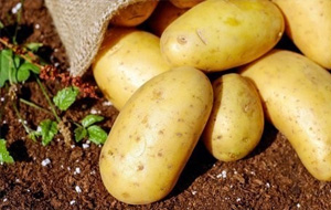Узбекистан сократил импорт картофеля из Казахстана
