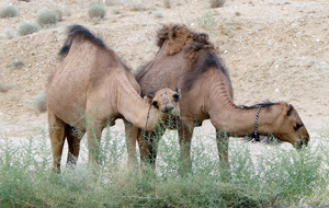 Президент Туркмении велел военным и медикам заняться разведением верблюдов