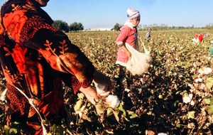 Правительство Узбекистана ужесточит ответственность за привлечение к принудительному труду