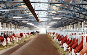 СМИ Туркмении отрапортовали о запуске новых мясо-молочных предприятий в рамках импортозамещения