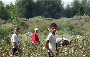 Мирзиёев испугался за репутацию Узбекистана из-за детского труда на хлопке