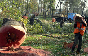 Пилите, Шура, пилите. Кто остановит массовую вырубку деревьев в Узбекистане