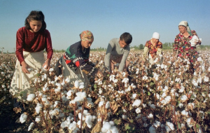 Избавился ли Узбекистан от принудительного труда на хлопке?