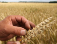 В Киргизии засуха угрожает уничтожением урожая зерновых