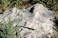 В Ташкентской области найдены следы динозавров и млекопитающих, живших в одно время
