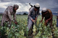Обстановка накаляется: выдержат ли страны Центральной Азии афганский наркотаран