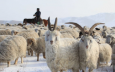 «Вершки» и «корешки» животноводства в Казахстане
