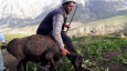 Никакой романтики. Как живут таджикские чабаны 21 века?