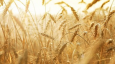 Почему Афганистан перестал покупать пшеницу Казахстана