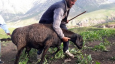 Сколько в Таджикистане стоит вырастить одного барана?