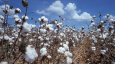 Исключение узбекского хлопка из цепочек поставок Cotton Campaign прокомментировал глава МИВТ