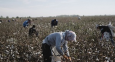 Узбекские власти расширяют сферу принудительного труда