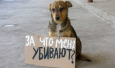 Убийство, как норма жизни. В Душанбе началась кампания в защиту бездомных животных
