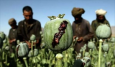 Опиумный сосед: Афганский наркотрафик медленно дестабилизирует регион