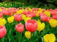 $20 000 за шесть тюльпанов: казахстанцу грозит крупный штраф за сорванные цветы