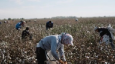 Хлопчатобумажная работа. МОТ рассмотрела выполнение Туркменистаном конвенции о запрете принудительного труда