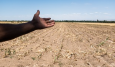 Кыргызстан: засуха разоряет мелких фермеров