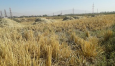 В Таджикистане убирают с полей недозревший урожай. Из-за нехватки воды