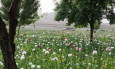 The Guardian: Афганцы уверены, что талибы не запретят производство опиума