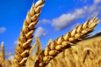 Пшеница в казахской степи  