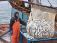 Импортозамещение рыбной продукции в ЕАЭС серьезно пробуксовывает
