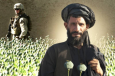 Перешли на пшеницу: опиумный мак ушел из Афганистана вместе с американцами