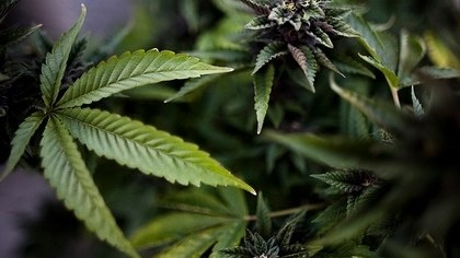 в киргизии предложили легализовать марихуану