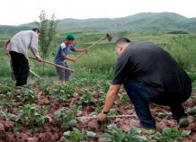 Земельная реформа Таджикистана: Шаг на месте?