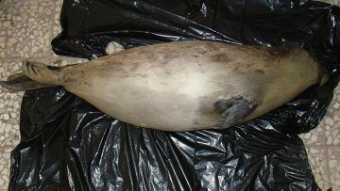 Экологи призывают расследовать гибель тюленей на Каспии