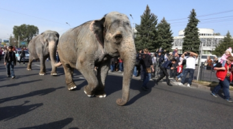 Шествие слонов в Алматы