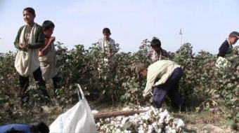 Эксперты: Узбекистан - государство современного рабовладения